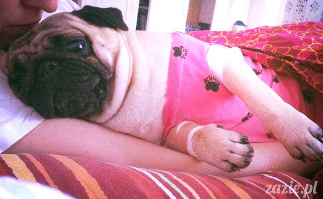 sterylizacja mopsa mopsiczki suki Miszura