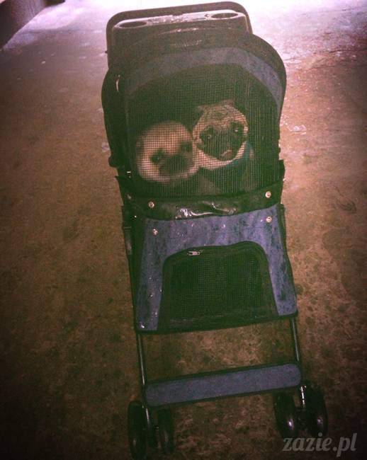 wózek dla psów, transport dla psa, wózek dla mopsów, kumok i miszur w wózku, mopsy Zazie