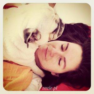 pies w łóżku ♥ mops na poduszce