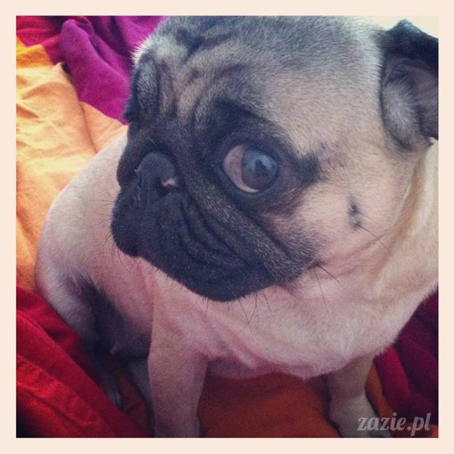 spanie z psem w łóżku, mops śpi na poduszce, pies śpi razem ze swoim właścicielem, czy pozwalacie psu spać w łóżku i wchodzić do łózka?