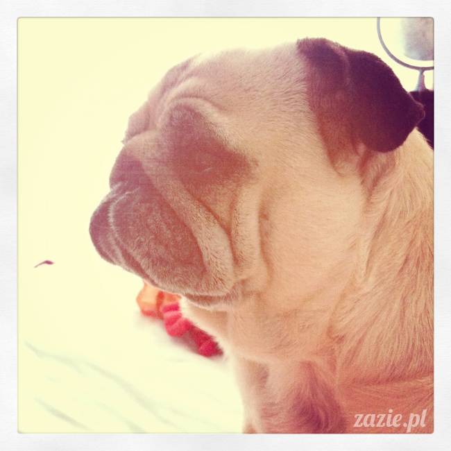 spanie z psem w łóżku, mops śpi na poduszce, pies śpi razem ze swoim właścicielem, czy pozwalacie psu spać w łóżku i wchodzić do łózka?