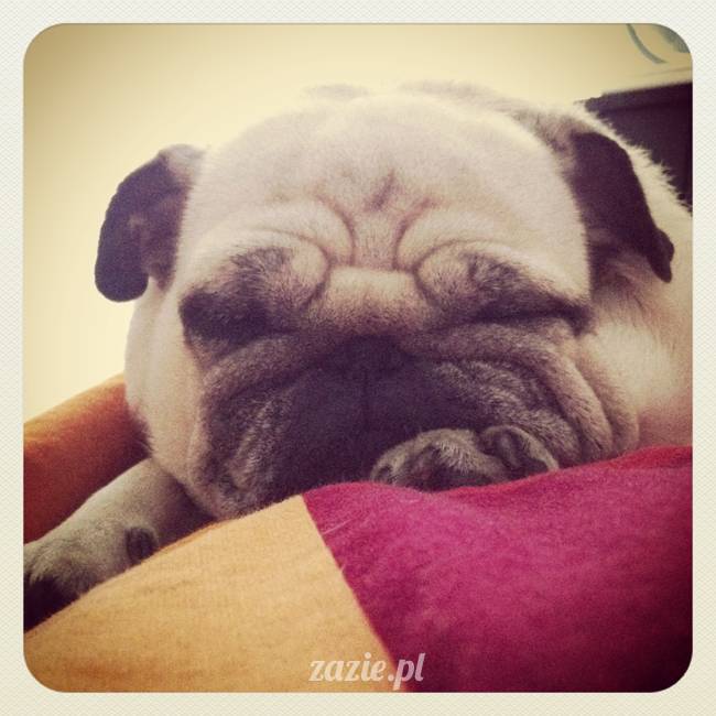 spanie z psem w łóżku, mops śpi na poduszce, pies śpi razem ze swoim właścicielem, czy pozwalacie psu spać w łóżku i wchodzić do łózka?