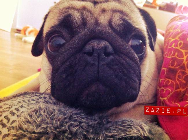 spanie z psem w łóżku, mops śpi na poduszce, pies śpi razem ze swoim właścicielem, czy pozwalacie psu spać w łóżku i wchodzić do łózka?