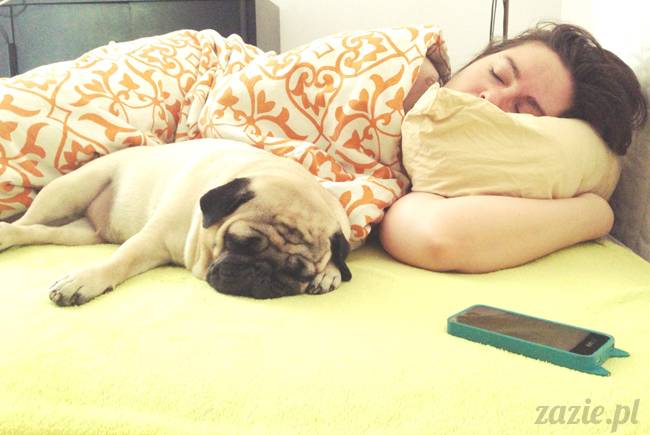 spanie z psem w łóżku, mops śpi na poduszce, pies śpi razem ze swoim właścicielem, czy pozwalacie psu spać w łóżku i wchodzić do łózka?