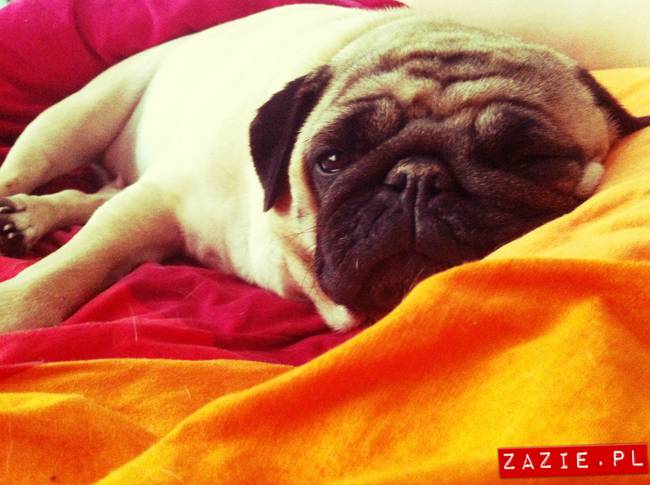 spanie z psem w łóżku, mops śpi na poduszce, pies śpi razem ze swoim właścicielem, czy pozwalacie psu spać w łóżku i wchodzić do łózka?