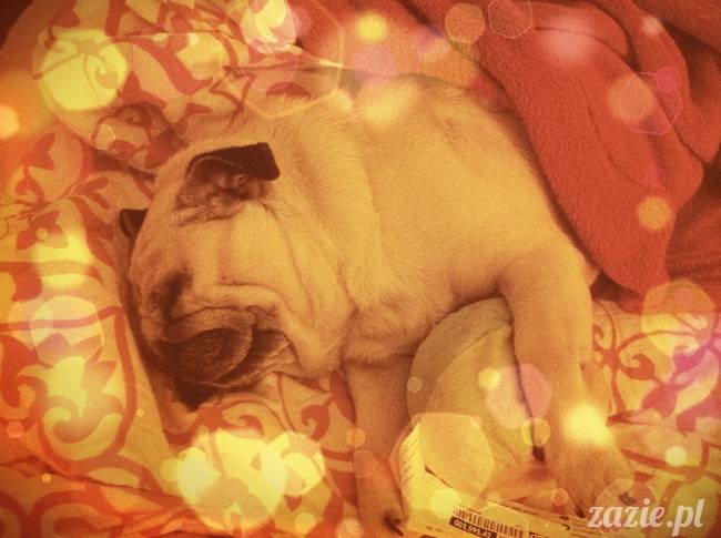 spanie z psem w łóżku, mops śpi na poduszce, pies śpi razem ze swoim właścicielem, czy pozwalacie psu spać w łóżku i wchodzić do łózka?