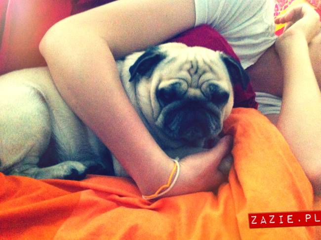 spanie z psem w łóżku, mops śpi na poduszce, pies śpi razem ze swoim właścicielem, czy pozwalacie psu spać w łóżku i wchodzić do łózka?