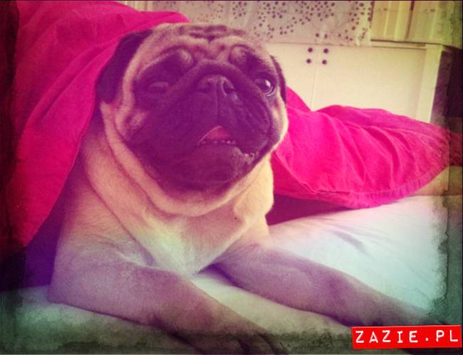 spanie z psem w łóżku, mops śpi na poduszce, pies śpi razem ze swoim właścicielem, czy pozwalacie psu spać w łóżku i wchodzić do łózka?