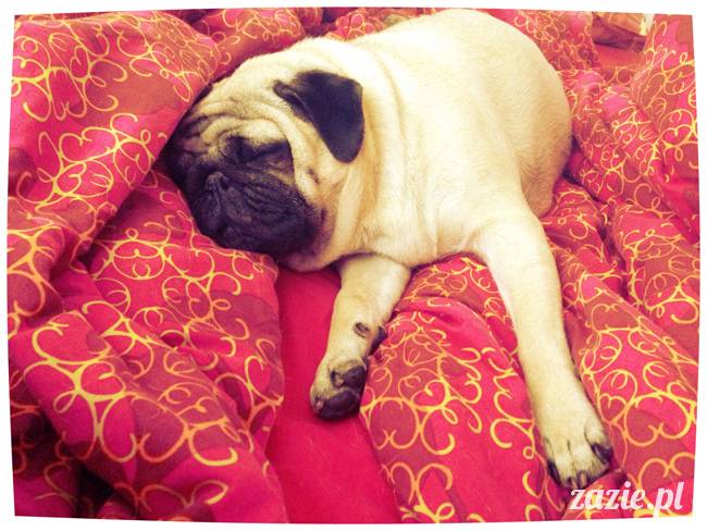 spanie z psem w łóżku, mops śpi na poduszce, pies śpi razem ze swoim właścicielem, czy pozwalacie psu spać w łóżku i wchodzić do łózka?