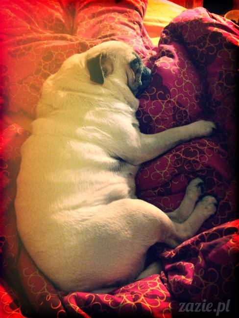 spanie z psem w łóżku, mops śpi na poduszce, pies śpi razem ze swoim właścicielem, czy pozwalacie psu spać w łóżku i wchodzić do łózka?