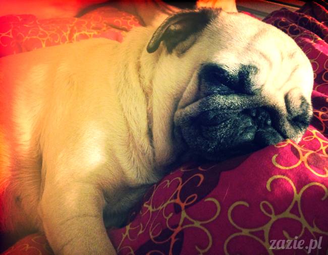 spanie z psem w łóżku, mops śpi na poduszce, pies śpi razem ze swoim właścicielem, czy pozwalacie psu spać w łóżku i wchodzić do łózka?