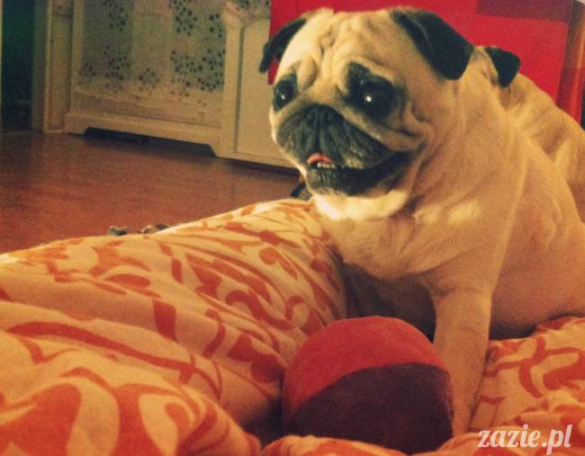 spanie z psem w łóżku, mops śpi na poduszce, pies śpi razem ze swoim właścicielem, czy pozwalacie psu spać w łóżku i wchodzić do łózka?