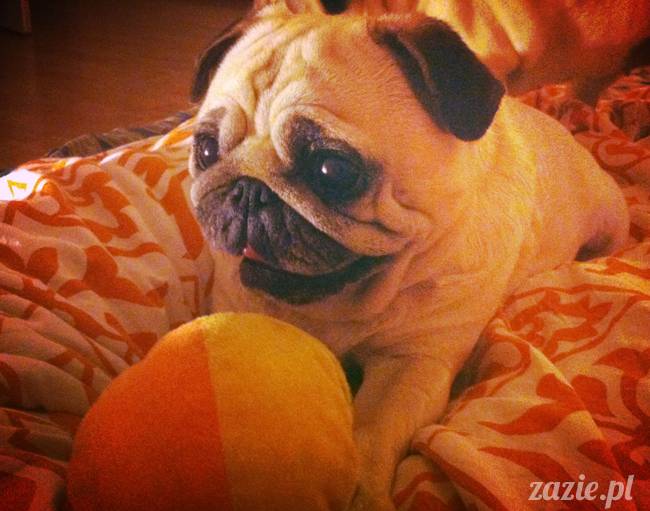 spanie z psem w łóżku, mops śpi na poduszce, pies śpi razem ze swoim właścicielem, czy pozwalacie psu spać w łóżku i wchodzić do łózka?