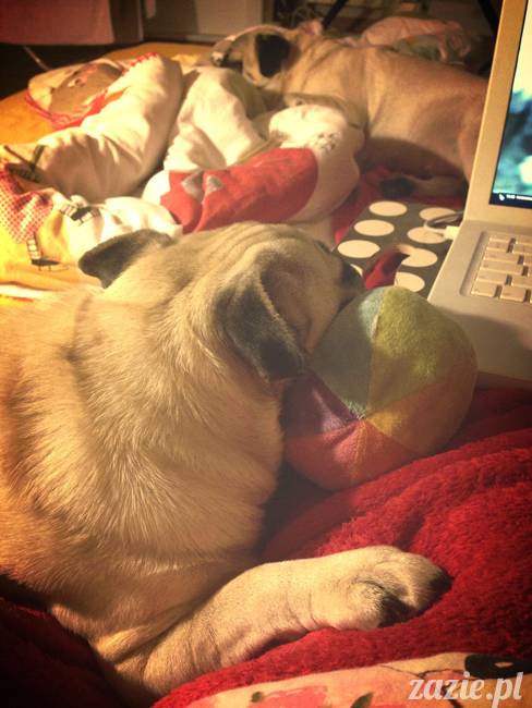 spanie z psem w łóżku, mops śpi na poduszce, pies śpi razem ze swoim właścicielem, czy pozwalacie psu spać w łóżku i wchodzić do łózka?