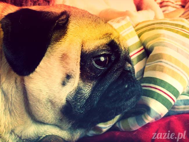 spanie z psem w łóżku, mops śpi na poduszce, pies śpi razem ze swoim właścicielem, czy pozwalacie psu spać w łóżku i wchodzić do łózka?