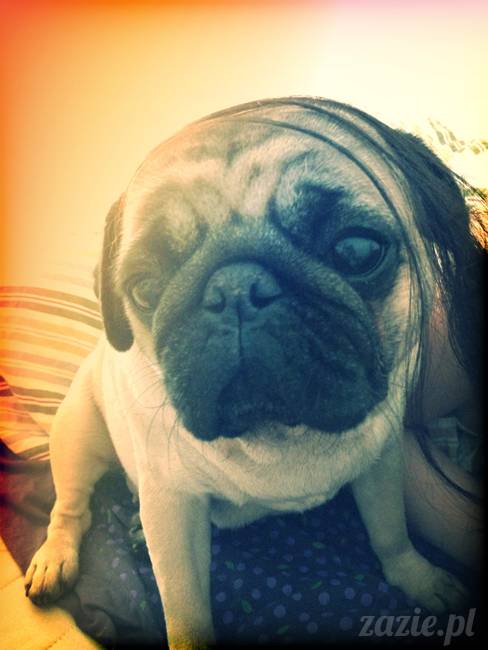 spanie z psem w łóżku, mops śpi na poduszce, pies śpi razem ze swoim właścicielem, czy pozwalacie psu spać w łóżku i wchodzić do łózka?