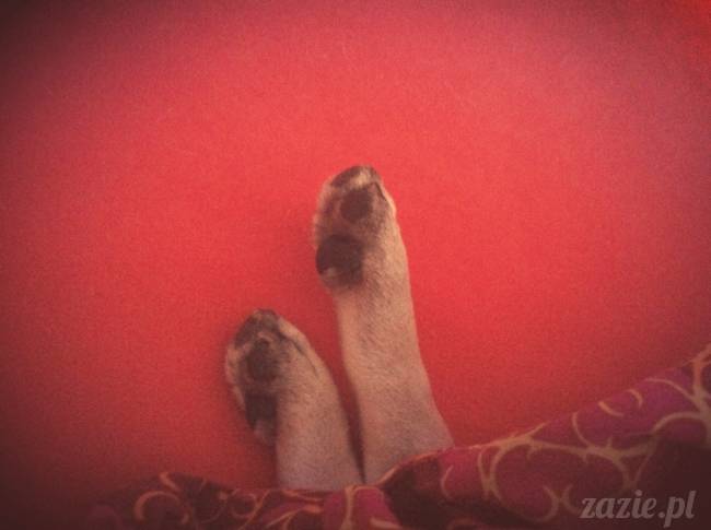 spanie z psem w łóżku, mops śpi na poduszce, pies śpi razem ze swoim właścicielem, czy pozwalacie psu spać w łóżku i wchodzić do łózka?