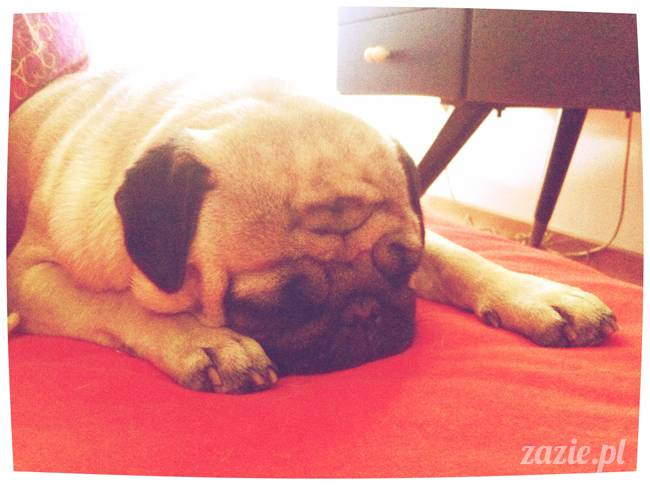 spanie z psem w łóżku, mops śpi na poduszce, pies śpi razem ze swoim właścicielem, czy pozwalacie psu spać w łóżku i wchodzić do łózka?