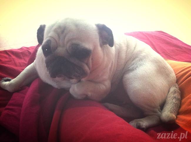 spanie z psem w łóżku, mops śpi na poduszce, pies śpi razem ze swoim właścicielem, czy pozwalacie psu spać w łóżku i wchodzić do łózka?