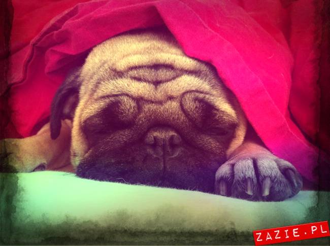 spanie z psem w łóżku, mops śpi na poduszce, pies śpi razem ze swoim właścicielem, czy pozwalacie psu spać w łóżku i wchodzić do łózka?
