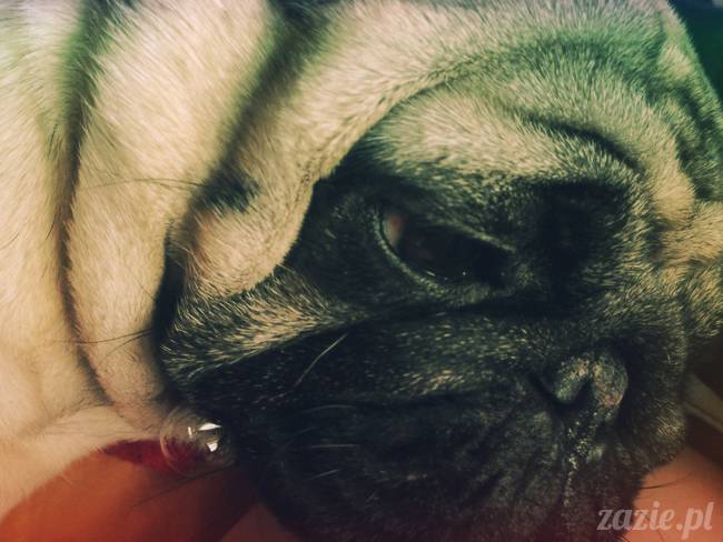 spanie z psem w łóżku, mops śpi na poduszce, pies śpi razem ze swoim właścicielem, czy pozwalacie psu spać w łóżku i wchodzić do łózka?