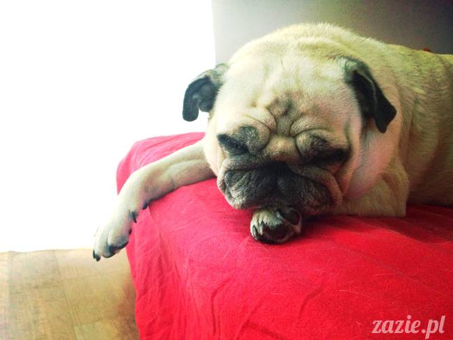 spanie z psem w łóżku, mops śpi na poduszce, pies śpi razem ze swoim właścicielem, czy pozwalacie psu spać w łóżku i wchodzić do łózka?