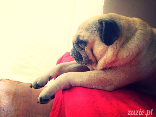 spanie z psem w łóżku, mops śpi na poduszce, pies śpi razem ze swoim właścicielem, czy pozwalacie psu spać w łóżku i wchodzić do łózka?