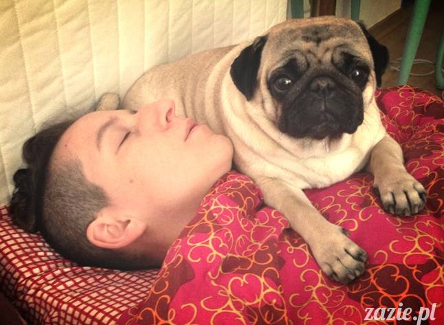 spanie z psem w łóżku, mops śpi na poduszce, pies śpi razem ze swoim właścicielem, czy pozwalacie psu spać w łóżku i wchodzić do łózka?