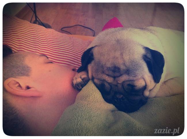 spanie z psem w łóżku, mops śpi na poduszce, pies śpi razem ze swoim właścicielem, czy pozwalacie psu spać w łóżku i wchodzić do łózka?