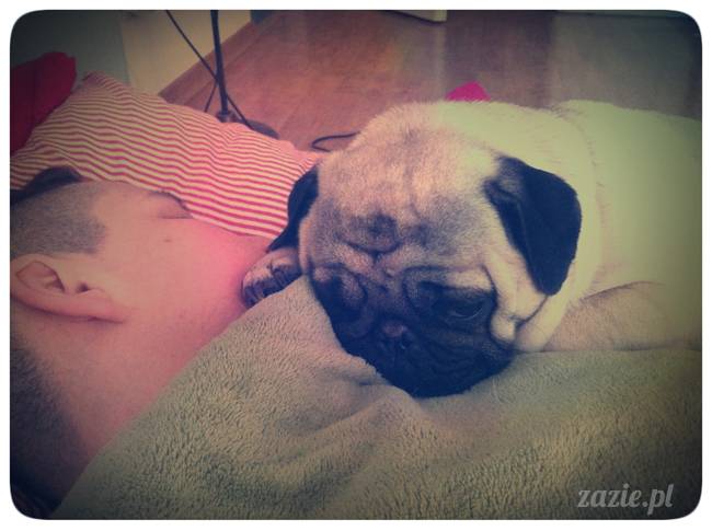 spanie z psem w łóżku, mops śpi na poduszce, pies śpi razem ze swoim właścicielem, czy pozwalacie psu spać w łóżku i wchodzić do łózka?