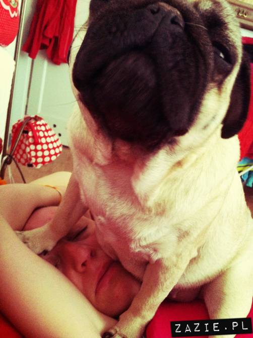 spanie z psem w łóżku, mops śpi na poduszce, pies śpi razem ze swoim właścicielem, czy pozwalacie psu spać w łóżku i wchodzić do łózka?