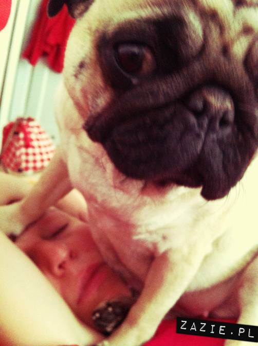 spanie z psem w łóżku, mops śpi na poduszce, pies śpi razem ze swoim właścicielem, czy pozwalacie psu spać w łóżku i wchodzić do łózka?