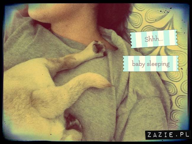 spanie z psem w łóżku, mops śpi na poduszce, pies śpi razem ze swoim właścicielem, czy pozwalacie psu spać w łóżku i wchodzić do łózka?