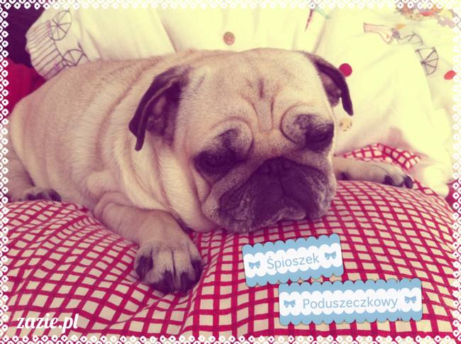spanie z psem w łóżku, mops śpi na poduszce, pies śpi razem ze swoim właścicielem, czy pozwalacie psu spać w łóżku i wchodzić do łózka?