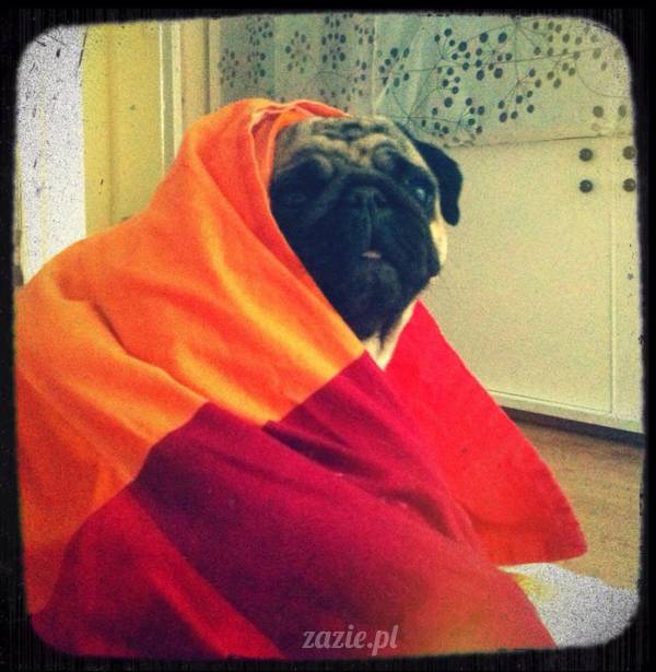 spanie z psem w łóżku, mops śpi na poduszce, pies śpi razem ze swoim właścicielem, czy pozwalacie psu spać w łóżku i wchodzić do łózka?