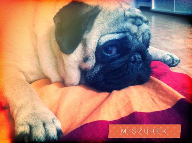 spanie z psem w łóżku, mops śpi na poduszce, pies śpi razem ze swoim właścicielem, czy pozwalacie psu spać w łóżku i wchodzić do łózka?