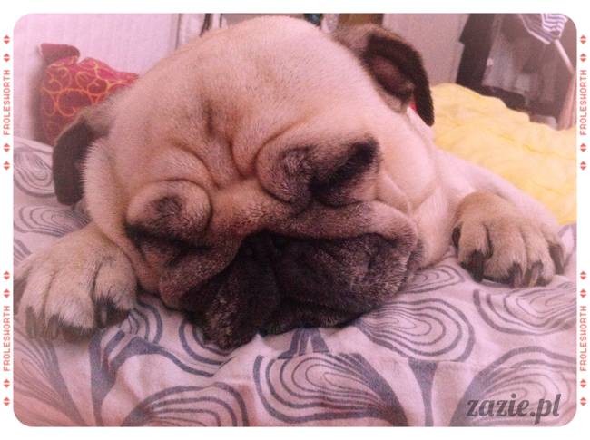 spanie z psem w łóżku, mops śpi na poduszce, pies śpi razem ze swoim właścicielem, czy pozwalacie psu spać w łóżku i wchodzić do łózka?