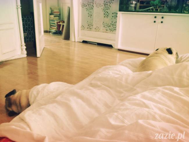 spanie z psem w łóżku, mops śpi na poduszce, pies śpi razem ze swoim właścicielem, czy pozwalacie psu spać w łóżku i wchodzić do łózka?