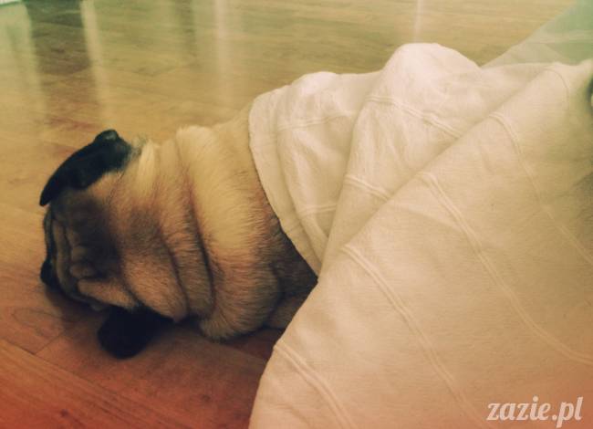 spanie z psem w łóżku, mops śpi na poduszce, pies śpi razem ze swoim właścicielem, czy pozwalacie psu spać w łóżku i wchodzić do łózka?