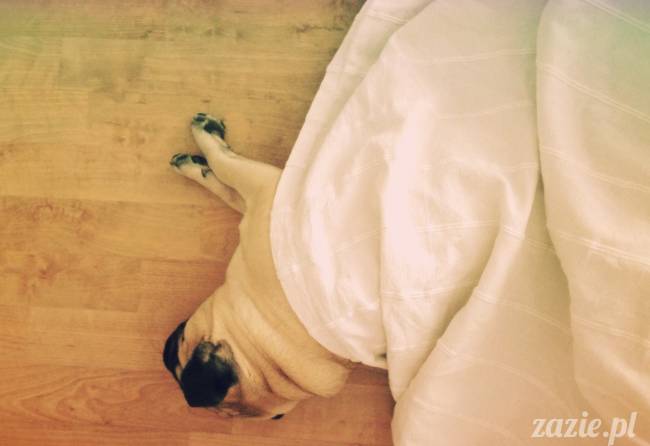 spanie z psem w łóżku, mops śpi na poduszce, pies śpi razem ze swoim właścicielem, czy pozwalacie psu spać w łóżku i wchodzić do łózka?