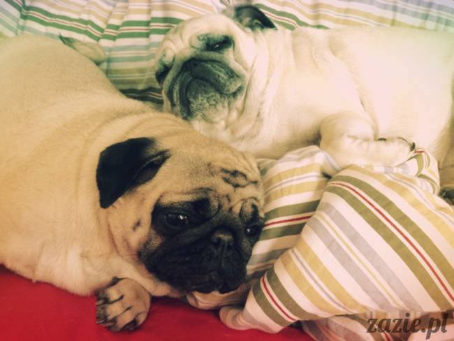 spanie z psem w łóżku, mops śpi na poduszce, pies śpi razem ze swoim właścicielem, czy pozwalacie psu spać w łóżku i wchodzić do łózka?