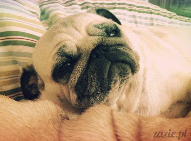spanie z psem w łóżku, mops śpi na poduszce, pies śpi razem ze swoim właścicielem, czy pozwalacie psu spać w łóżku i wchodzić do łózka?