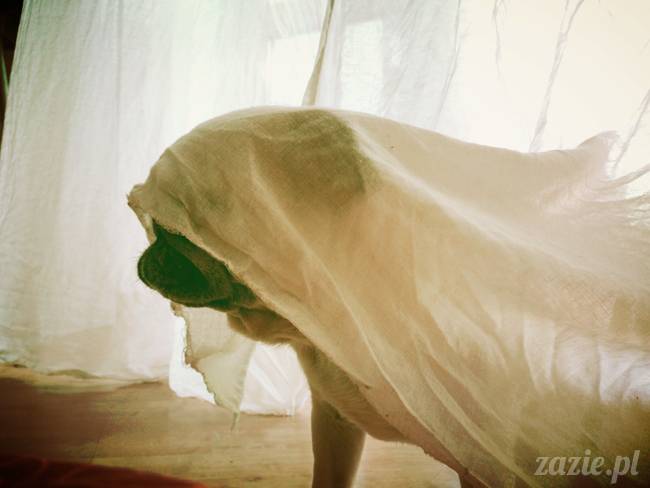 spanie z psem w łóżku, mops śpi na poduszce, pies śpi razem ze swoim właścicielem, czy pozwalacie psu spać w łóżku i wchodzić do łózka?