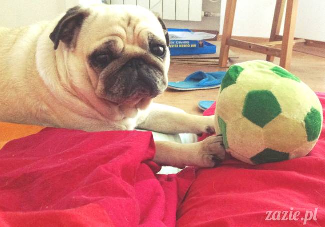 spanie z psem w łóżku, mops śpi na poduszce, pies śpi razem ze swoim właścicielem, czy pozwalacie psu spać w łóżku i wchodzić do łózka?
