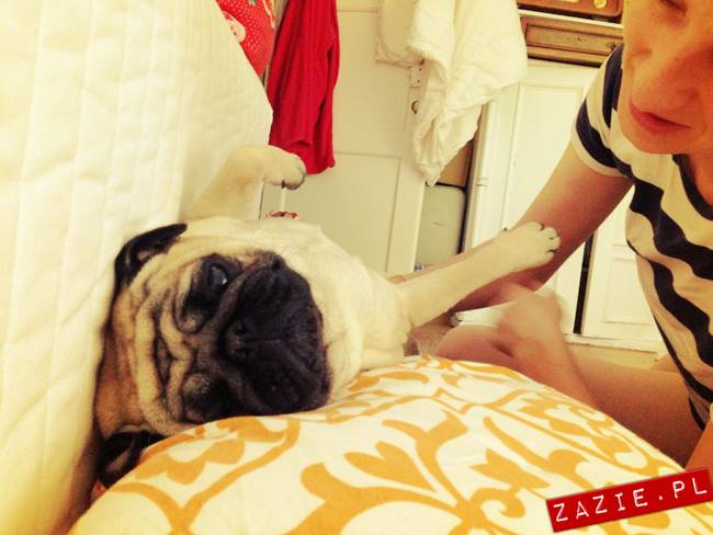 spanie z psem w łóżku, mops śpi na poduszce, pies śpi razem ze swoim właścicielem, czy pozwalacie psu spać w łóżku i wchodzić do łózka?