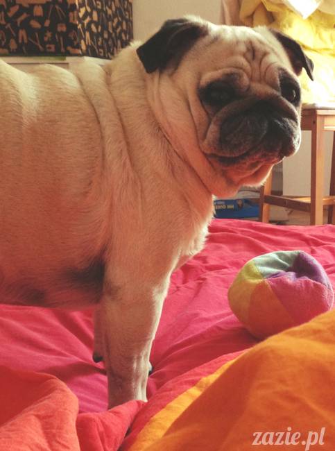 spanie z psem w łóżku, mops śpi na poduszce, pies śpi razem ze swoim właścicielem, czy pozwalacie psu spać w łóżku i wchodzić do łózka?