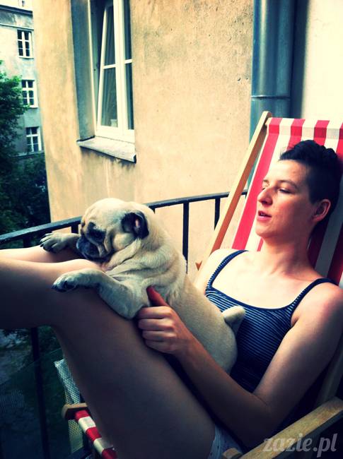 mops mopsy mopsiczki Kumok i Miszur od Zazie i Syd