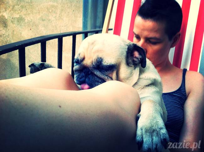 mops mopsy mopsiczki Kumok i Miszur od Zazie i Syd