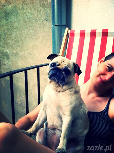 mops mopsy mopsiczki Kumok i Miszur od Zazie i Syd