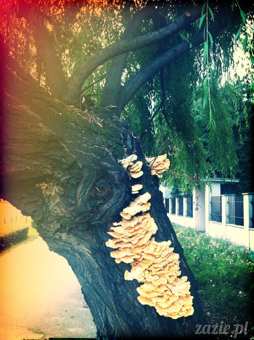 sposoby na bezsenność, nie mogę spać, problemy z zaśnięciem, leki i suplementy nasenne, akupresura na sen